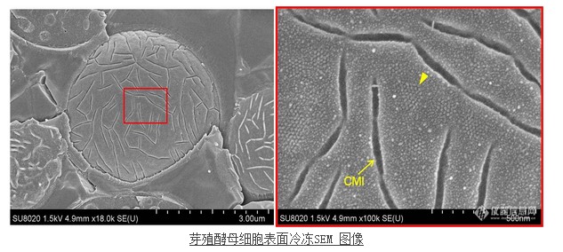 芽殖酵母細胞表面冷凍SEM 圖像 芽殖酵母細胞表面冷凍SEM 圖像