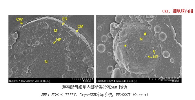 芽殖酵母細胞內(nèi)部斷裂冷凍SEM 圖像 芽殖酵母細胞內(nèi)部斷裂冷凍SEM 圖像